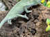 Male Yemen Chameleons at Birmingham Reptiles
