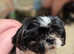 Imperial shih tzu 11 months old