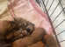 Dachshund puppies