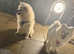 FEMALE Japanese spitz due in season