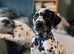 Dalmatian Puppies Ready for Fur-ever Homes
