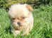 Shitzu xpom pups looking for forever homes.