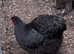 Pair black Orpingtons