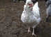 Silkie mix