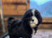 Last female pup