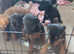 Patterdale terrier puppies