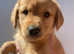 Labrador Retriever fox red puppies