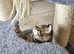 Stunning ragdoll x spynx kittens READY 13TH MAY