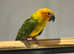 Baby Stunning Sun Conure Parrot,12