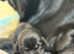 Labrador Puppies