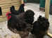 Blue/black /splash Orpington hatching eggs x6/12/18