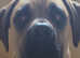 Canecorso