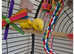 Breeding pair of Lineolated parrots & cage