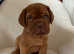 Pedigree Dogue De Bordeaux Puppies