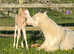 Cremello sec A Mare companion pony