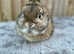 Agouti netherland dwarf buck
