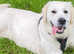 Dog Walking Services.