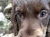Cocker spaniel