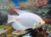 Giant gourami for sale