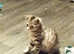 Tabby kittie