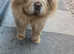 Chow chow