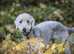 Wanted bedlington Terrier