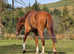 16.3hh chestnut gelding 9yrs old
