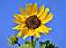 Sunflower Gardens