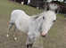 Grey Welsh pony