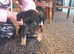 Rottweiler x german shepherd puppies