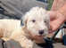 Sealyham terrier