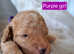 Top quality golden cockapoo pups