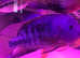 Large fish x 5