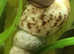 MALAYSIAN TRUMPET SNAILS UK BRED Tropical Freshwater Aquarium. Fast delivery within mainland UK.