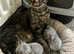 GCCF Registered Pedigree Devon Rex Kittens
