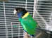 Green Indian ringneck parrot