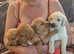 Labrador puppies for sale