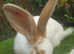 Gorgeous Yellow and White Giant Papillon doe - RARE BREED - vaccinated