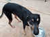 Shadow lurcher male to pet home only