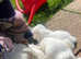 3 Male Puppies