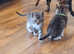 Bengal x Ragdoll kittens