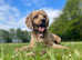Rosie the Cockapoo (please read)