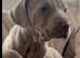 Stunning Weimeraner Puppies Ready to leave 28th