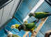 Conures Glasgow