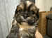 Only 1 gorgeous boy left beautiful Lhasa apso ready to leave for his forever home 24th may