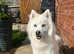 Perfect Husky markings