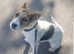 Beautiful Female Jack Russell Pup for Sale