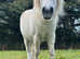 Handsome Pair of Shetland Geldings