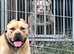 American bully