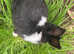 Netherland dwarf cross Dutch